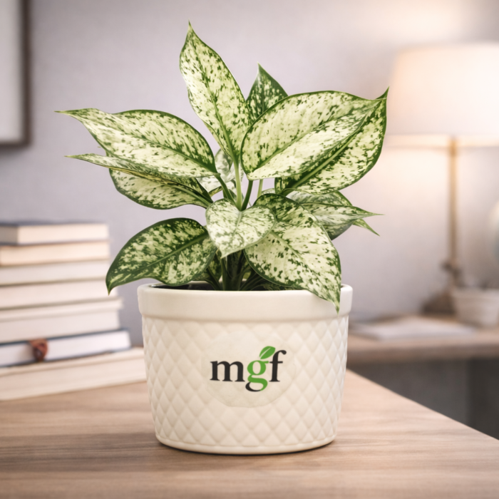 ChatGPT Image Feb 2, 2026, 02_56_56 PM