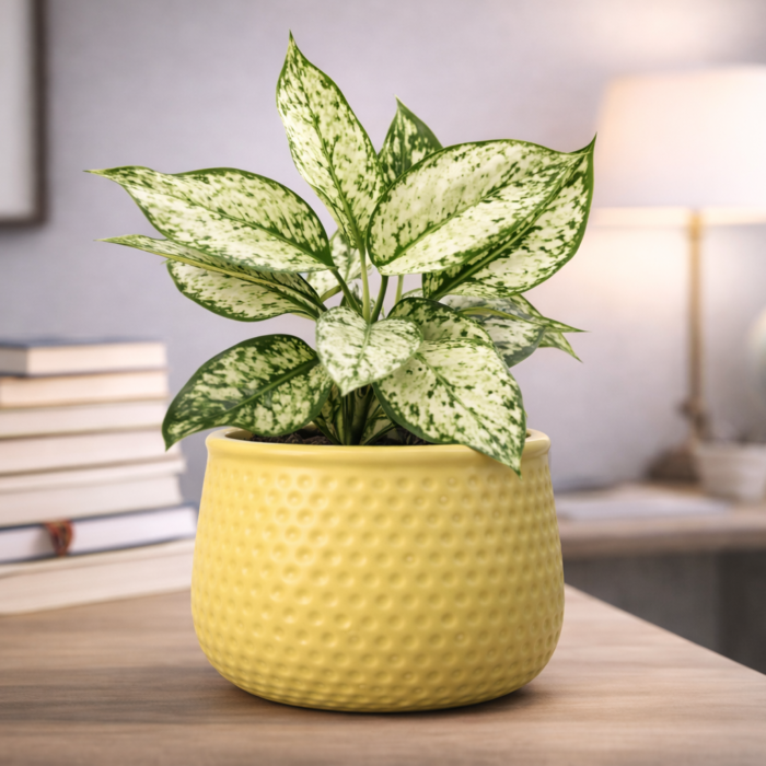 ChatGPT Image Feb 2, 2026, 03_04_44 PM