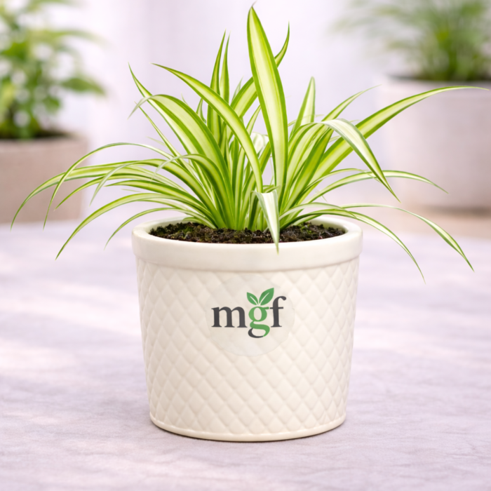 ChatGPT Image Feb 2, 2026, 05_45_41 PM