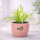 ChatGPT Image Feb 2, 2026, 05_48_10 PM