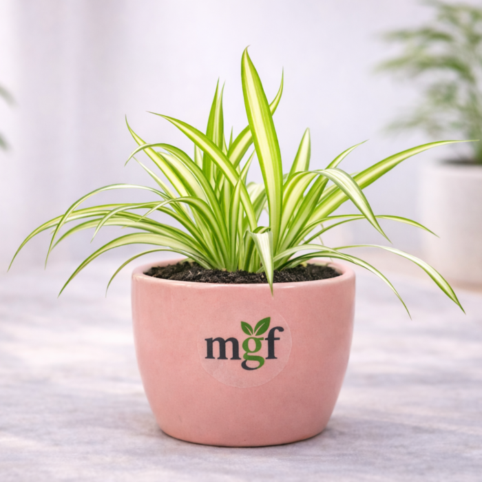 ChatGPT Image Feb 2, 2026, 05_48_10 PM