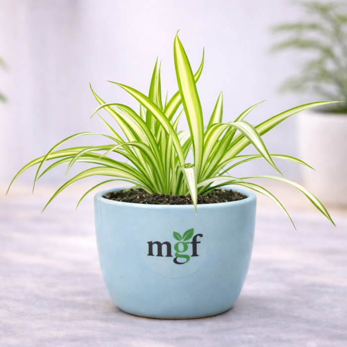 ChatGPT Image Feb 2, 2026, 05_50_24 PM