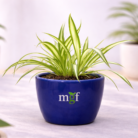 ChatGPT Image Feb 2, 2026, 05_52_22 PM