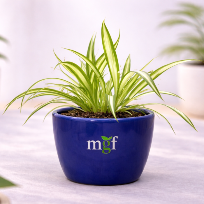 ChatGPT Image Feb 2, 2026, 05_52_22 PM