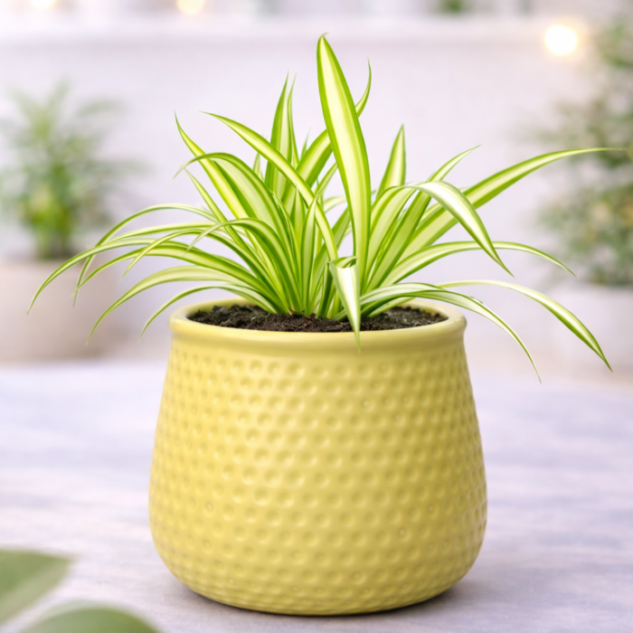 ChatGPT Image Feb 2, 2026, 06_00_20 PM