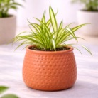 ChatGPT Image Feb 2, 2026, 06_03_20 PM