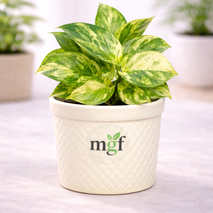 ChatGPT Image Feb 2, 2026, 10_12_45 AM