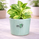 ChatGPT Image Feb 2, 2026, 10_14_13 AM