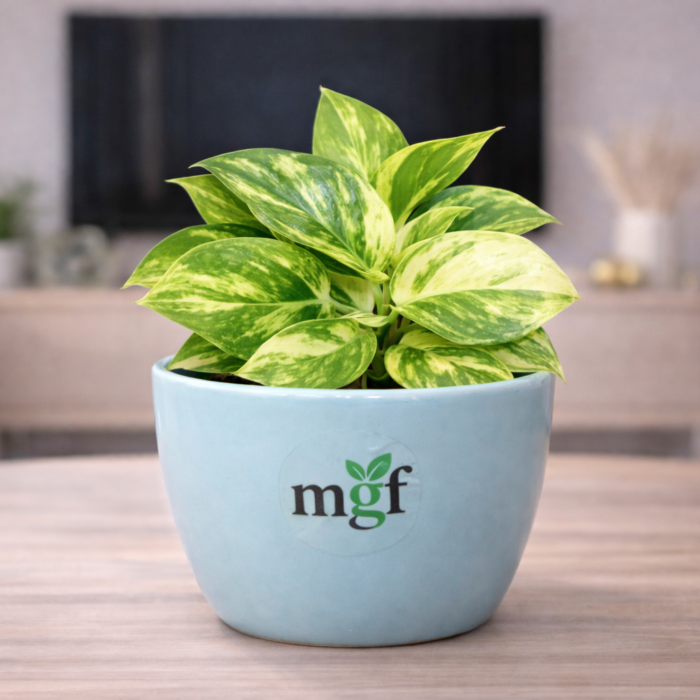 ChatGPT Image Feb 2, 2026, 10_18_16 AM