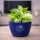 ChatGPT Image Feb 2, 2026, 10_19_54 AM