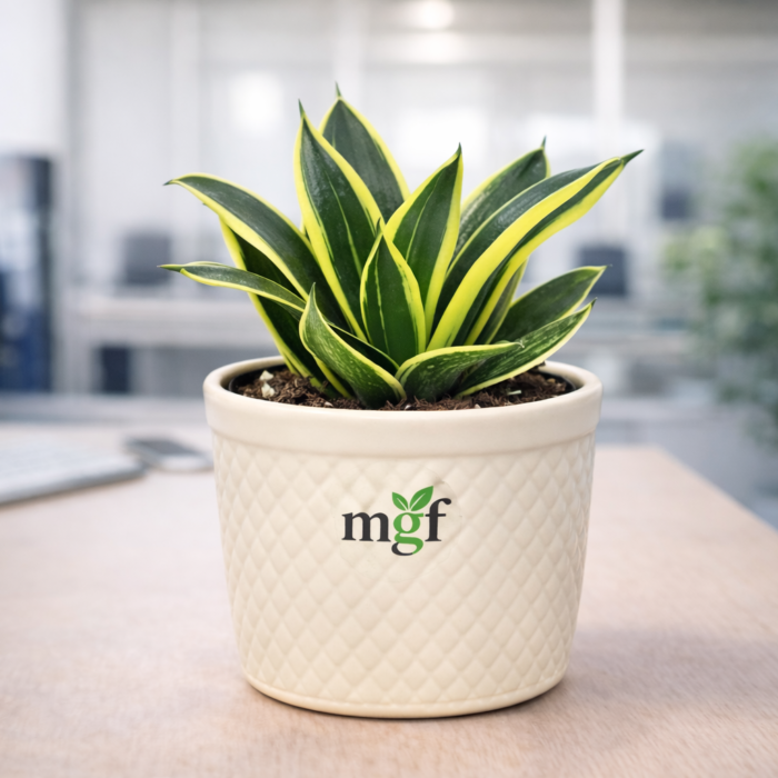 ChatGPT Image Jan 29, 2026, 11_13_52 AM