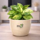 ChatGPT Image Jan 31, 2026, 08_01_43 PM