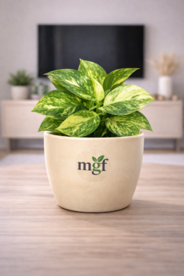 ChatGPT Image Jan 31, 2026, 08_01_43 PM