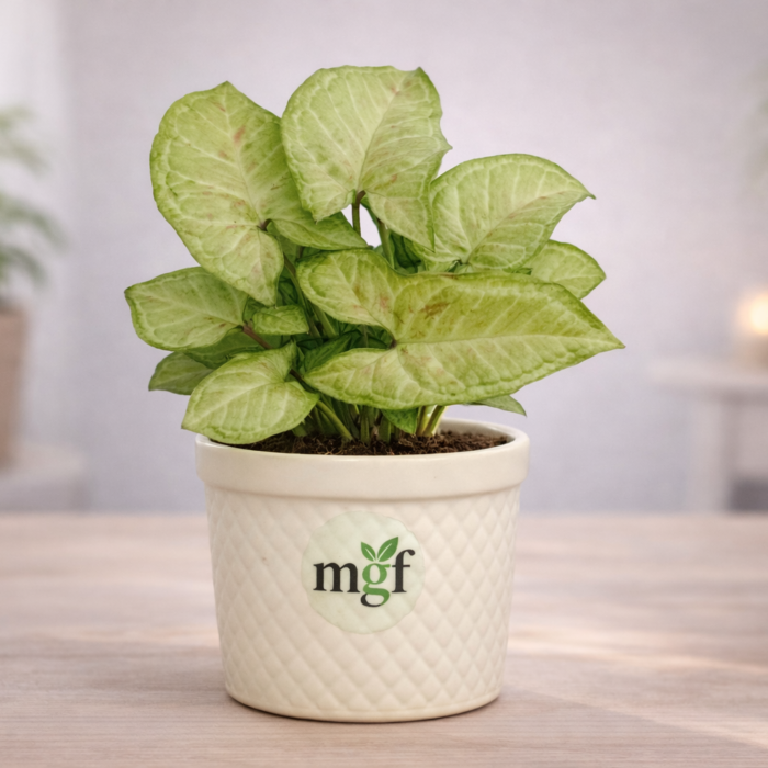 ChatGPT Image Jan 31, 2026, 10_14_27 AM ChatGPT Image Jan 31, 2026, 10_14_27 AM