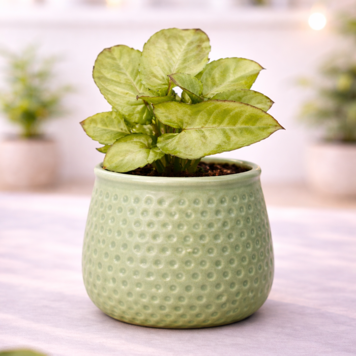 Honeycomb(1) Honeycomb(1)