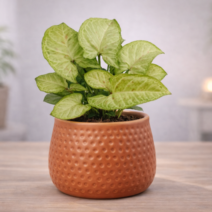 Honeycomb(2) Honeycomb(2)