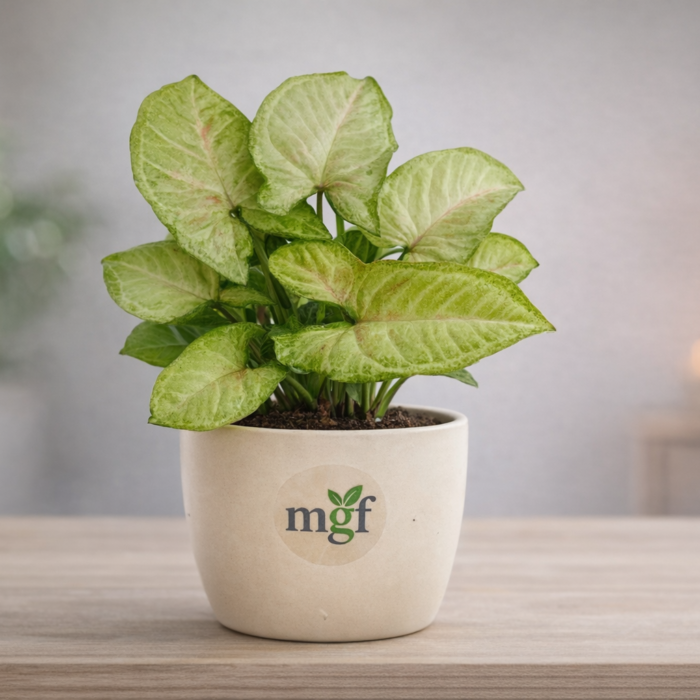 roma plane roma plane