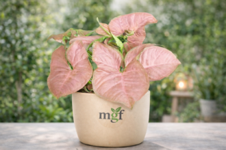 Syngonium Pink