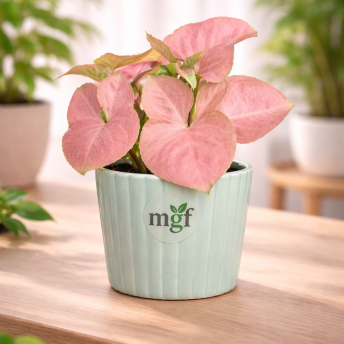 ChatGPT Image Jan 30, 2026, 10_11_31 PM