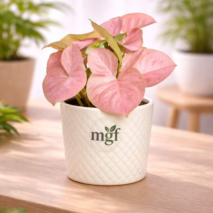 ChatGPT Image Jan 30, 2026, 10_14_24 PM