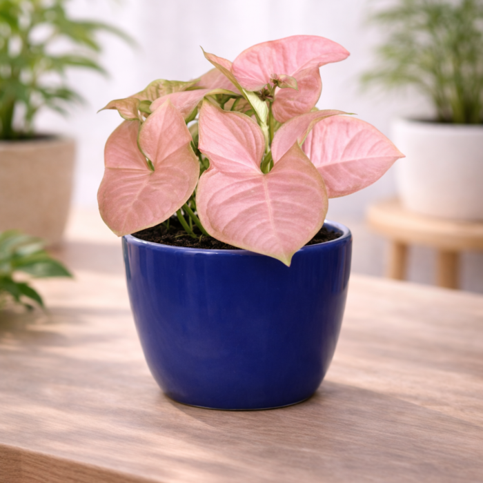 ChatGPT Image Jan 30, 2026, 10_21_17 PM