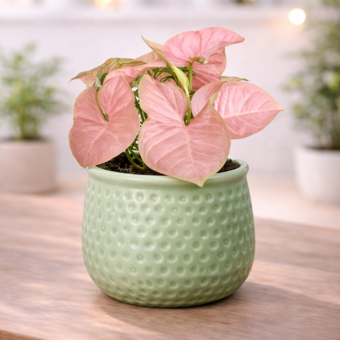 ChatGPT Image Jan 30, 2026, 10_29_19 PM