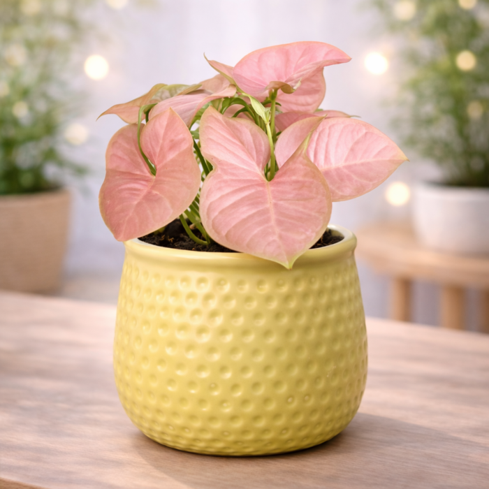 ChatGPT Image Jan 30, 2026, 10_33_21 PM