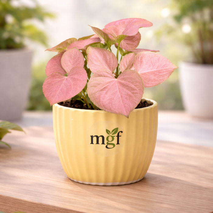 ChatGPT Image Jan 30, 2026, 10_35_11 PM