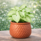 ChatGPT Image Jan 30, 2026, 10_50_25 PM