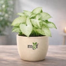 ChatGPT Image Jan 30, 2026, 10_53_02 PM