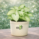 ChatGPT Image Jan 30, 2026, 10_57_28 PM