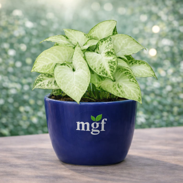 ChatGPT Image Jan 30, 2026, 11_12_15 PM