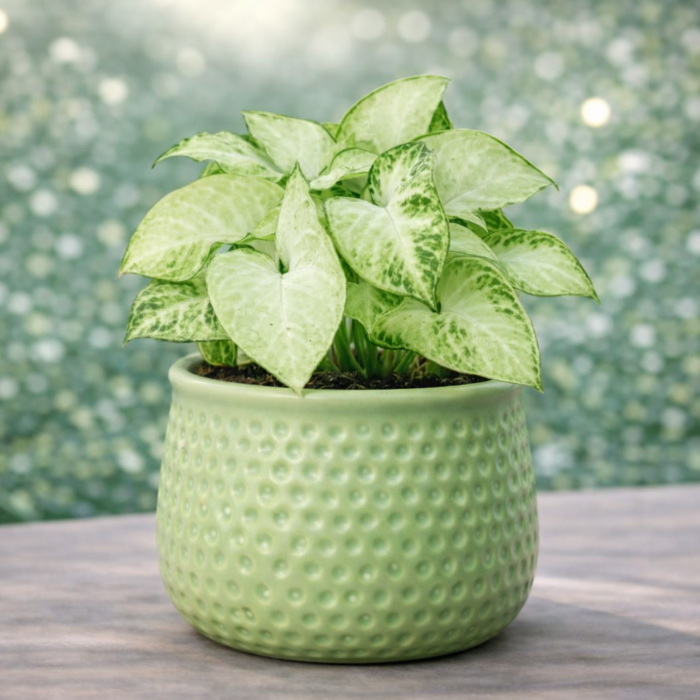 ChatGPT Image Jan 30, 2026, 11_18_37 PM