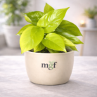 ChatGPT Image Jan 31, 2026, 07_35_44 PM