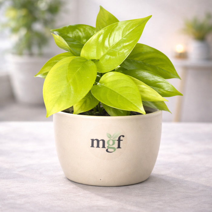 ChatGPT Image Jan 31, 2026, 07_35_44 PM