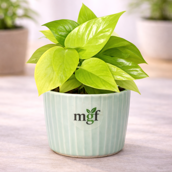 ChatGPT Image Jan 31, 2026, 07_37_50 PM