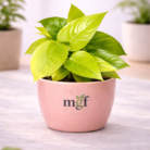 ChatGPT Image Jan 31, 2026, 07_40_07 PM