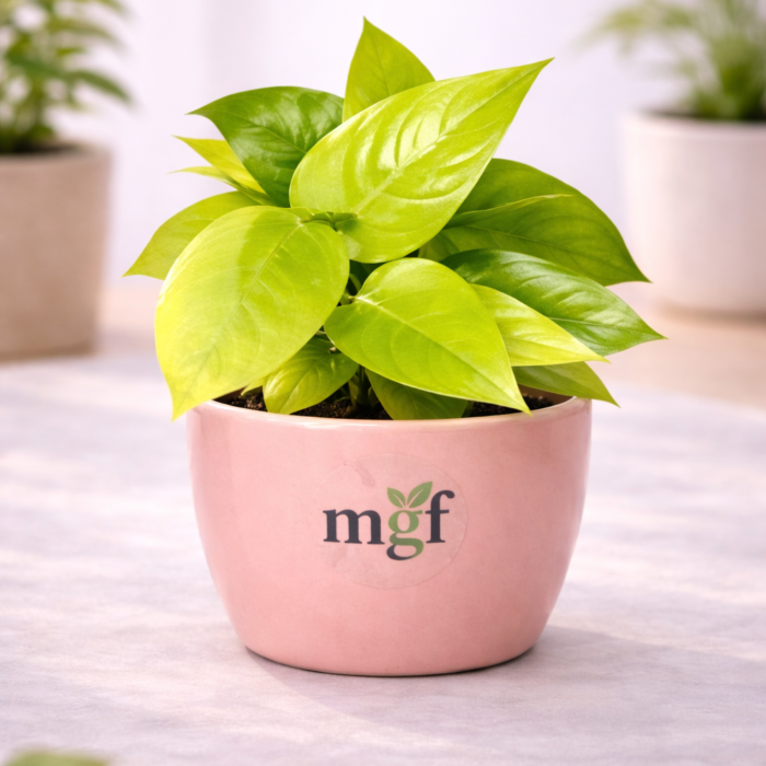 ChatGPT Image Jan 31, 2026, 07_40_07 PM