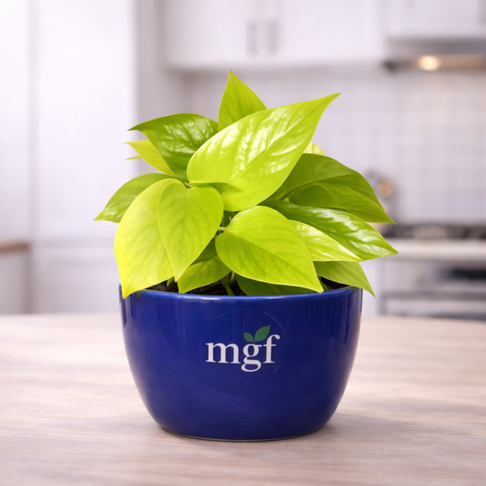 ChatGPT Image Jan 31, 2026, 07_46_25 PM