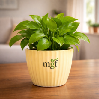 ChatGPT Image Jan 31, 2026, 11_51_42 AM