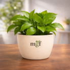 ChatGPT Image Jan 31, 2026, 11_52_43 AM