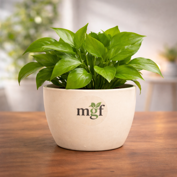 ChatGPT Image Jan 31, 2026, 11_52_43 AM