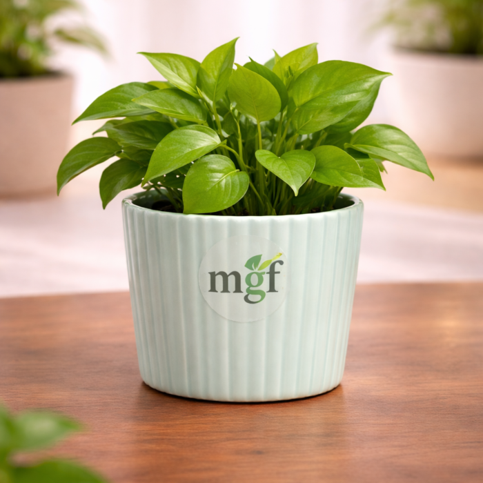 ChatGPT Image Jan 31, 2026, 11_54_00 AM