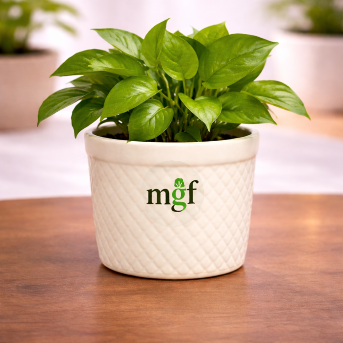 ChatGPT Image Jan 31, 2026, 12_00_07 PM