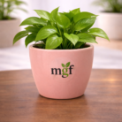 ChatGPT Image Jan 31, 2026, 12_05_04 PM