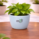 ChatGPT Image Jan 31, 2026, 12_06_25 PM