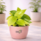 Money plant varigated (1)