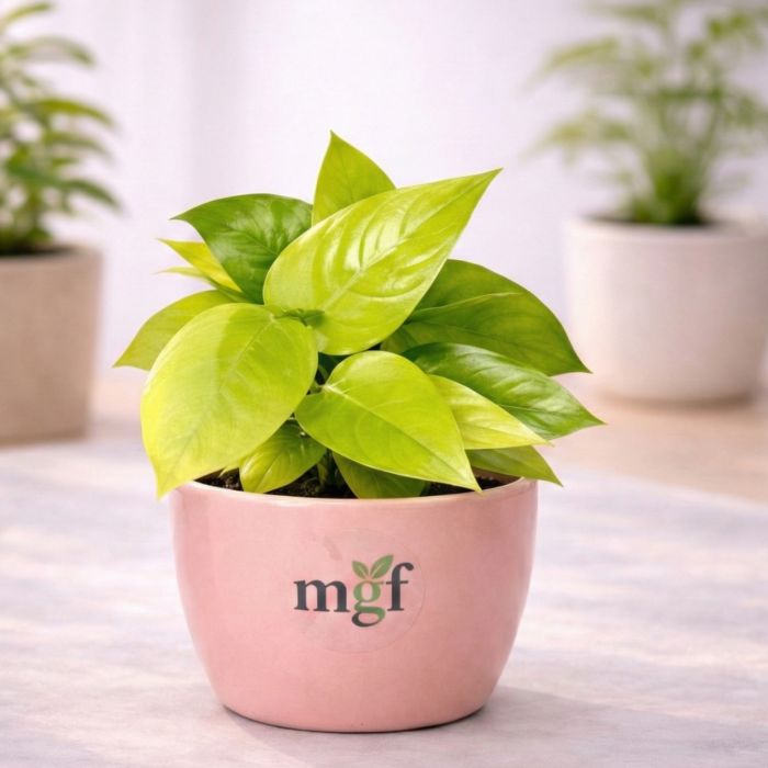 Money plant varigated (1)