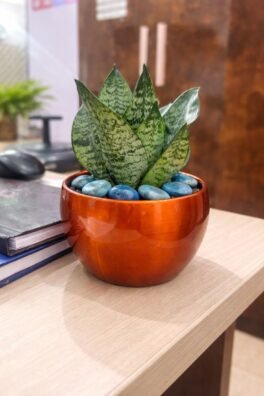 Green Snake Plant in Copper Metal Pot