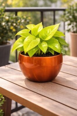 Golden Money Plant in Copper Metal Pot